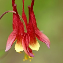 Canadian Columbine